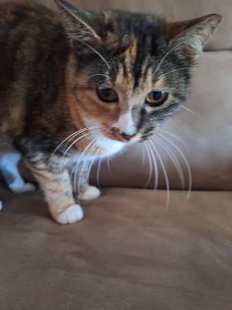Cats (Elyria)63686604982529123