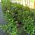 FRUIT TREES FROM $15 6 thumbnail