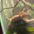 Leopard gecko 3 thumbnail