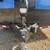 2026 TITANIUM CARGO Trailer 36 ft Triple Axel *reduced from $22,995 17 thumbnail