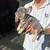French Bulldog Puppies for sale 6 thumbnail