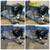 🐾 Adorable Shih Tzu Puppies for Sale! 🐾 4 thumbnail