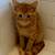 Kitty Adoptions 5 thumbnail