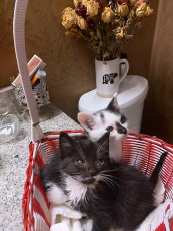 5 1/2 week old kittens (Federal way)64032525138306120