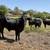 Brangus Replacement Heifers 9 thumbnail