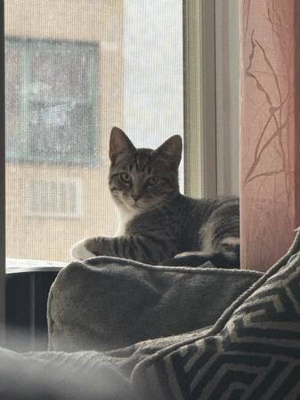 needing a new home ASAP! (Brooklyn)63887463137411121