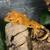 Crested Geckos 4 thumbnail
