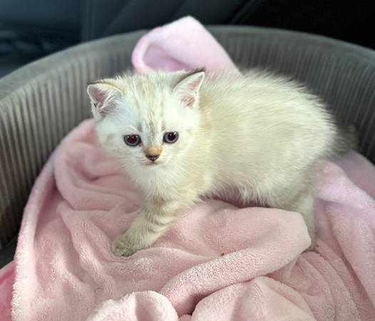 Scottish Fold/Stray-Eared Kittens Looking for a Loving Home! (Mather)63919895446658123