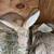 Flemish Giant Bunnies 1 thumbnail