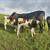 3 milking cow. 5 thumbnail