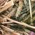 Hay for sale 3 thumbnail