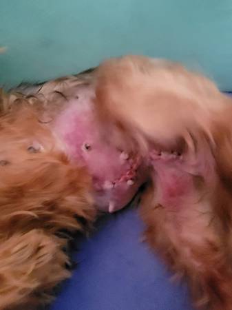 Please help her to get out of pain (Maplewood)64048993981057122
