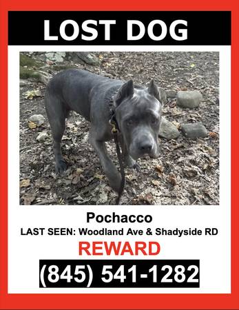 LOST PET - Grey / Cropped Ears / Cane Corso / Male - $$ Reward $$ 1
