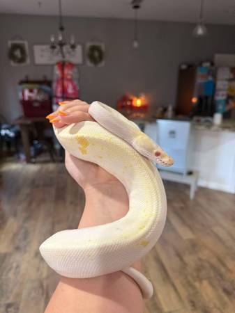 Albino black pastel cinnamon male Proven. Open to trades63382781808643121