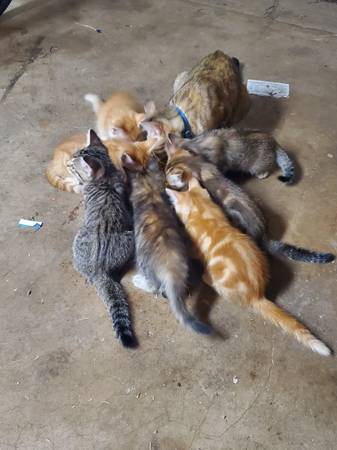 GATITOS GRATIS DE 9 SEMANAS (Edmond)63670591563779120