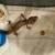 Two Adorable Pet Geckos for adoption 4 thumbnail