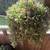 2 Artificial Hanging Argentea Plants with Purple Flowers 1 thumbnail