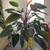 Large Blushing Philodendron 2 thumbnail