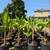 Banana Tree 🍌🍌 17 thumbnail