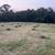 Square bales - Hay 2 thumbnail