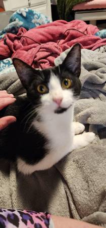 Free Kitten (Maricopa City)64050550089346121