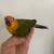 Sun Conure Baby Parrot 12 weeks old 7 thumbnail