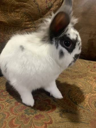 Bunny need new home (Gurnee)63812569088259120