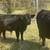 Handsome Miniature Bull Calf - Aberdeen Angus Cross 1 thumbnail