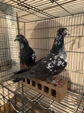 Pigeons for sale 1
