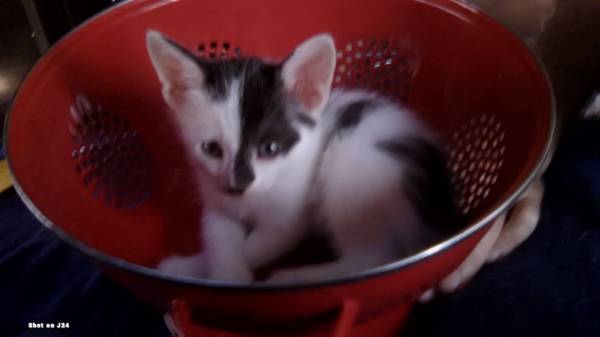 8 week old kittens need furever home (Yucca Valley)63658100818049124