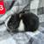 Rabbits 2 thumbnail