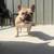 AKC Male Urajiro French Bulldog 9 thumbnail