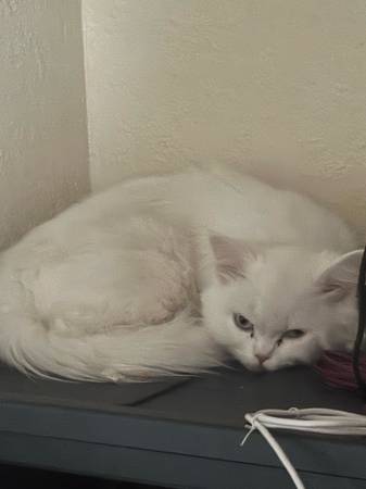 Two kitten (Rancho Cordova)63919895265795121