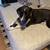 Rehoming 18 month old female mixed breed 2 thumbnail