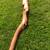 WALKING STICKS/CREPE MYRTLE 5 thumbnail