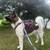 Akita male 3 thumbnail