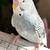 Parakeet 4 thumbnail