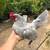 Very rare Serma rooster with female feather 13 thumbnail