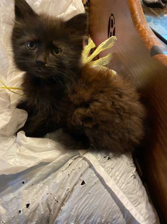 Maine coon kittens mixed with domesticated longhaired 50% !!63961118893826124