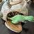 FAO Schwarz Plush Dinosaurs in Mountain Rock Cave Carrier 5 thumbnail