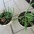 Pair Of Beige Flower Print Garden Pots With Succulents 2 thumbnail