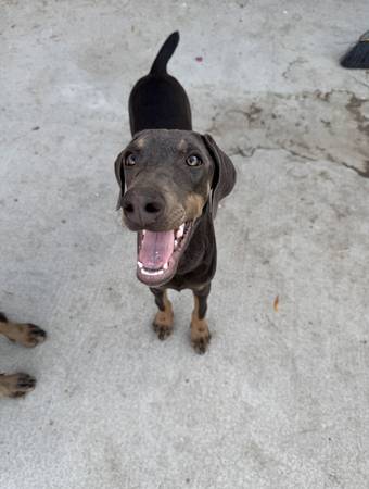 dobermans (Cabazon)63658067290241122