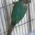 Turquoise Conure for sale 1 thumbnail