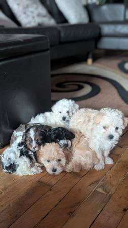 Pamopoos and mini bernadoodles 1