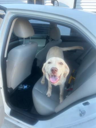AKC cachorro labrador amarillo de 7 meses (Olympia)63826636834563120