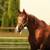 Elsie- chestnut tb mare 2 thumbnail