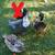 2 Ducks For Sale 7 thumbnail