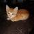Free kitten 2 thumbnail