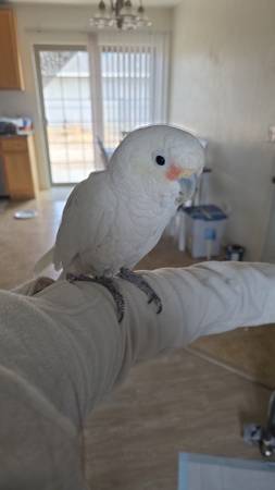 Adopción de cacatúa de Goffin63439109818883121