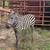 Yearling Zebra Colt 7 thumbnail